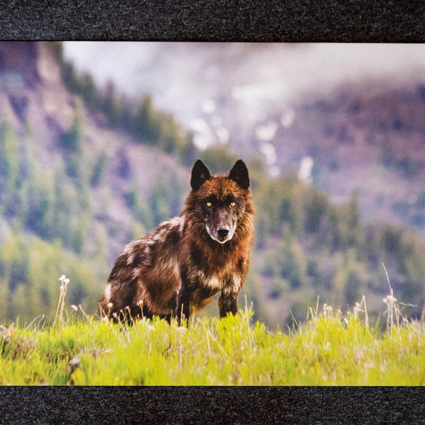 Black Wolf Art | Yellowstone National Park Photography | 5"x7" | 100% Recycled | Made in the USA | Free Shipping