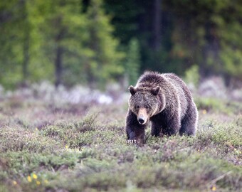 Grizzly Bear Meadow Photograph: Grand Teton National Park Wall Art