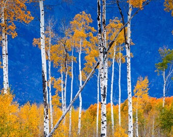 May include: A vibrant blue sky with a backdrop of yellow aspen trees. The trees are tall and slender with white bark. The leaves are a bright yellow color, creating a beautiful contrast against the blue sky.