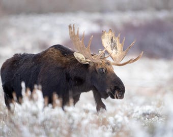 Bull Moose in Snow Photography Print - Grand Teton Wildlife Art