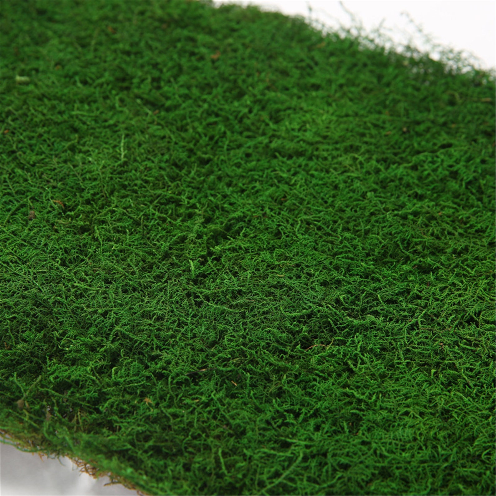 Bulk Sheet Moss Fern Moss Preserved Fresh Moss Moss Mats Etsy