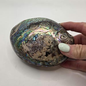 May include: An oval abalone shell featuring a polished, iridescent surface with swirling patterns of blue, green, and purple hues. The center of the shell displays a textured, rough, and matte beige patch, contrasting with the glossy, reflective outer shell.