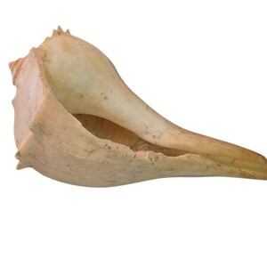 Lightning Whelk Shel Counch l - Nautical Beach Decor 9"
