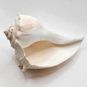 May include: A large, cream-colored conch shell with a smooth, polished exterior. The shell has a prominent spiral shape and a wide, open mouth. The interior is a soft, peachy hue. The shell is a natural, organic form.
