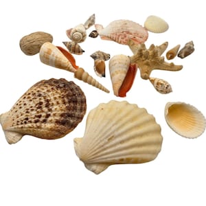 May include: A collection of various seashells in shades of tan, brown, and cream, including conch shells, scallop shells, and a starfish. The shells vary in size and texture, with some featuring intricate patterns and ridges. The arrangement is scattered against a white background.