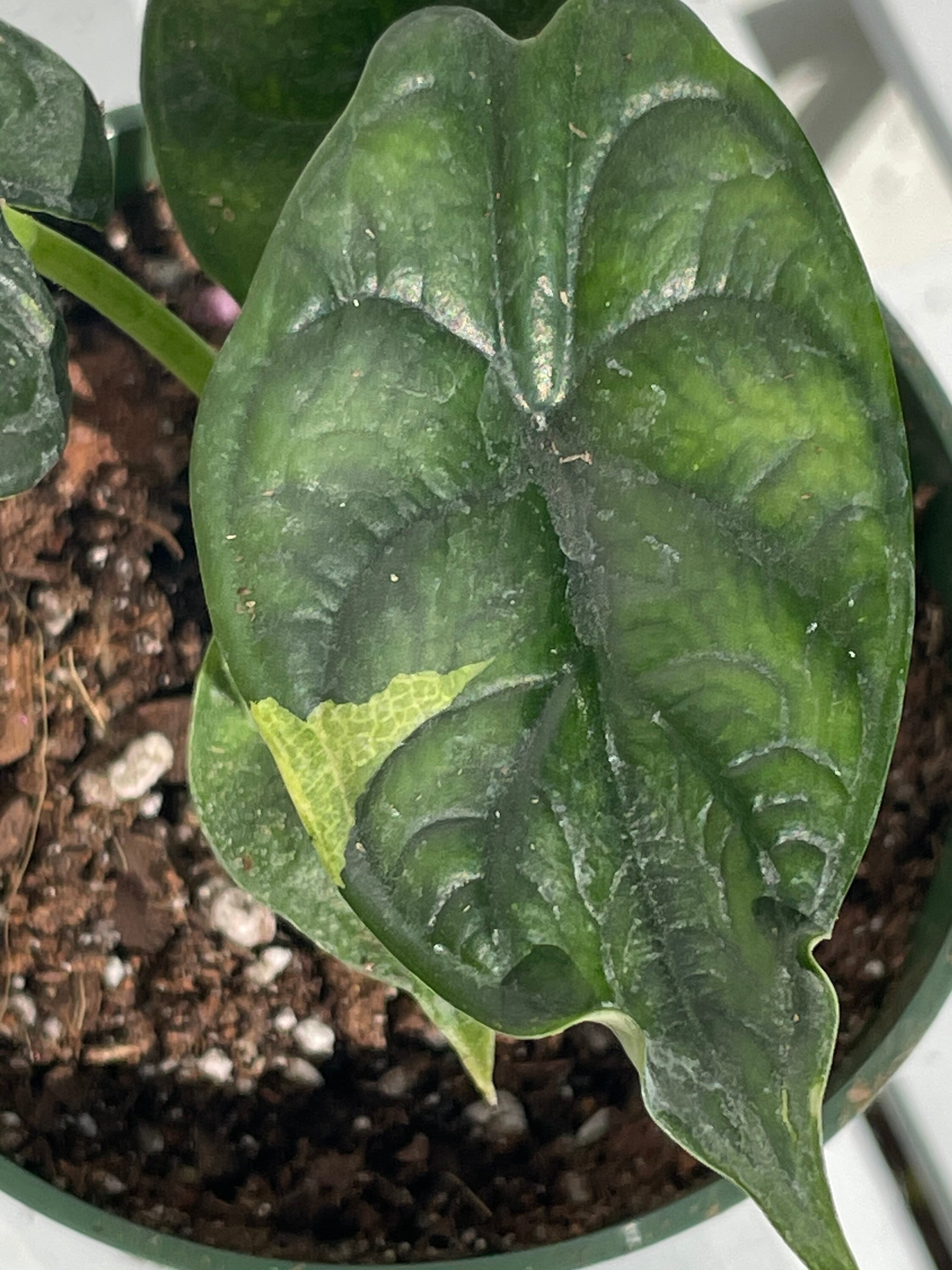 Alocasia Dragon Scale Variegated Sport Etsy