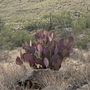 SEEDS for Rare Sonoran Purple Prickly Pear ~ Opuntia Gosseliniana ~ Pink Desert Cactus from Tucson Arizona~ Rare Native Extreme Purple Plant