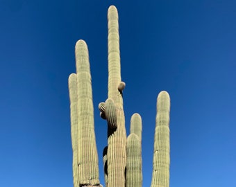 Saguaro Cactus - Authentic Giant Carnegiea Gigantea - Native Arizona Sonoran Desert Cactus ~ Ethically Seed Grown Protected Species