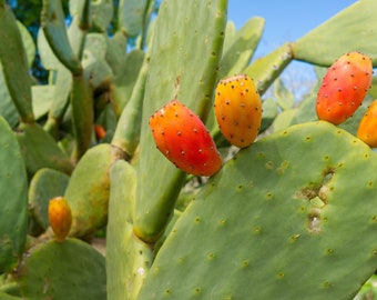 Spineless "Burbank" Prickly Pear - Opuntia Ficus-Indica 'Burbank Spineless' Nopal Cactus - Fruiting Edible Desert Padded Succulent Plant