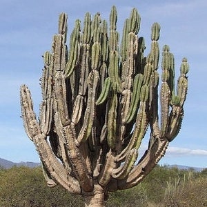 Baseball Bat Cactus Neoraimondia Neocardenasia Herzogiana Columnar Growing Spined Tall Flowering Desert Live Plant image 1