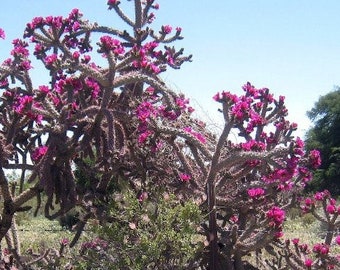 Purple Cane Cholla - WalkingStick Cactus - Cylindropuntia Spinosior - Edible Medicinal Native Sonoran Desert Plant - Purple Flowers