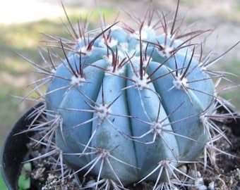 Melocactus azureus ~ Blue Barrel Cactus ~ Turk's Cap ~ Colorful Uncommon Desert Succulent ~ Round Barrel Clumping Ball Cactus from Arizona