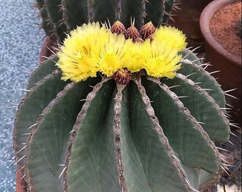 Ferocactus Schwartzii ~ Yellow Spined Fishhook Barrel Cactus Succulent Hybrid ~ Globose Ribbed Desert Flowering Plant