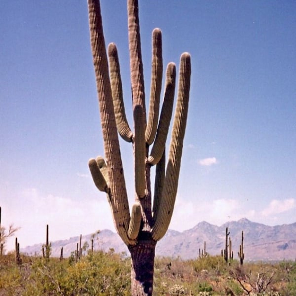 SEEDS for Saguaro Cactus - Carnegiea Gigantea - Authentic Native Arizona Sonoran Desert Cactus ~ Ethically Sourced Seeds for Germination