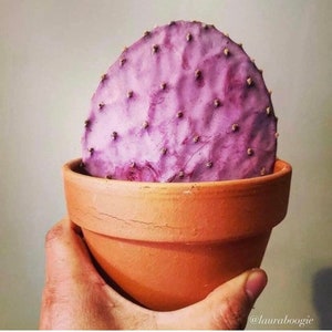 Rare Sonoran Purple Prickly Pear Cactus - Opuntia Gosseliniana