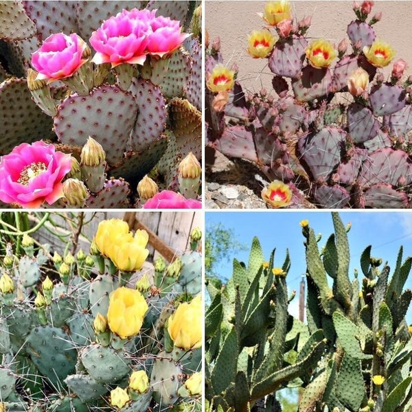 Prickly Pear Opuntia Pads ~ Succulent Desert Gardener Grower's Selections from Arizona ~ Bulk Wholesale Landscaping Starter Cuttings