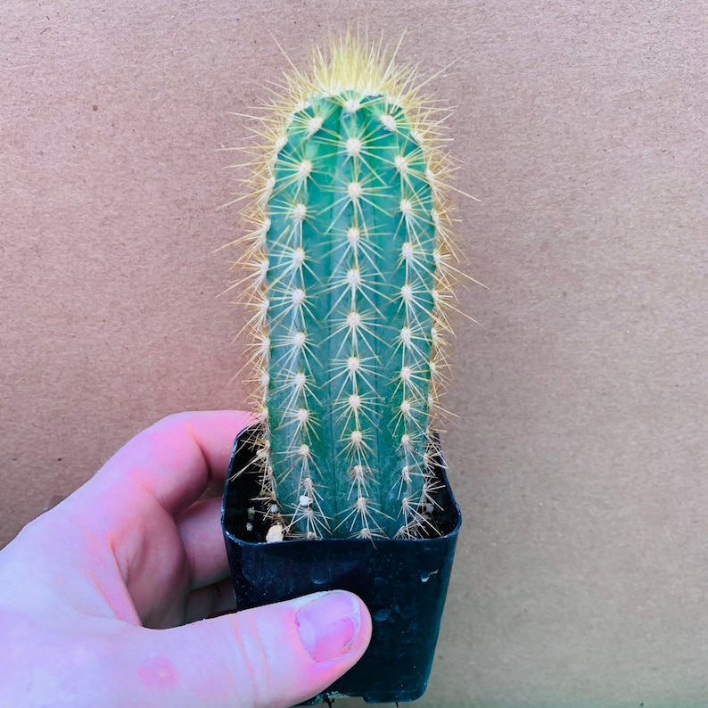 Blue Candle Cactus Pilosocereus Azureus Blue Columnar Etsy