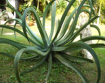 Octopus Agave ~ Agave Vilmoriniana ~ Hardy Desert Succulent ~ Century Plant Pups Bulbils from Arizona