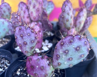 Purple Prickly Pear - Rooted “Baby Rita” Opuntia Violacea Hybrid