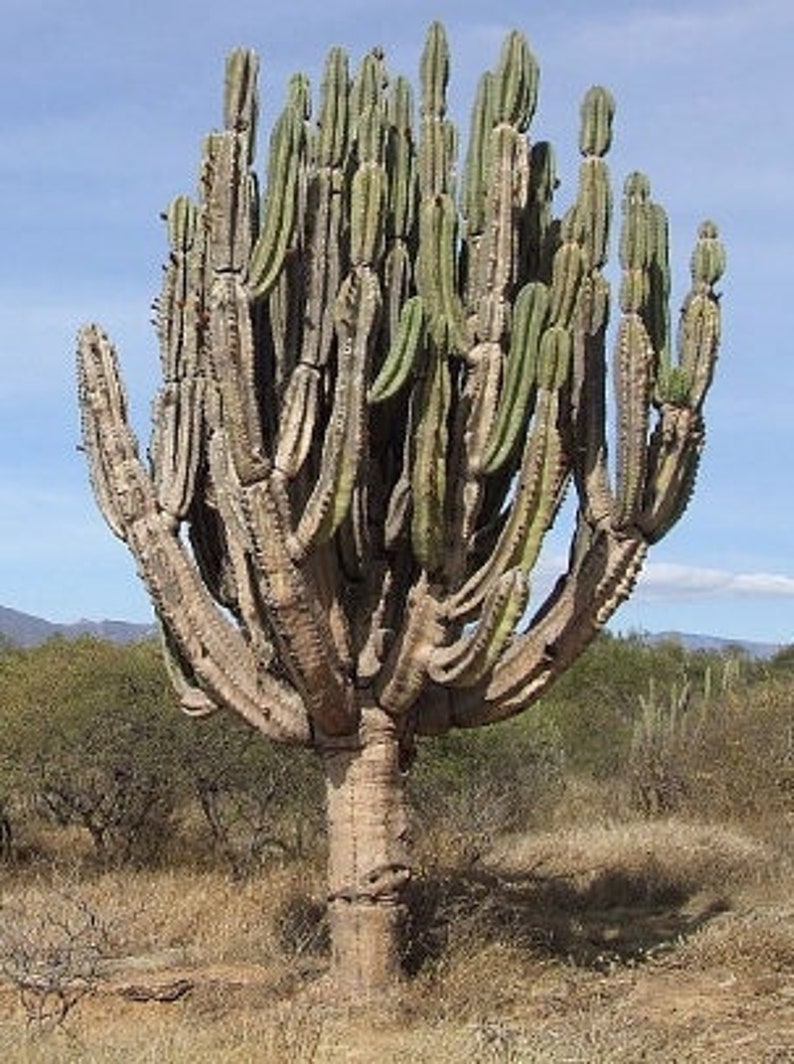 Baseball Bat Cactus Neoraimondia Neocardenasia Herzogiana Columnar Growing Spined Tall Flowering Desert Live Plant image 1