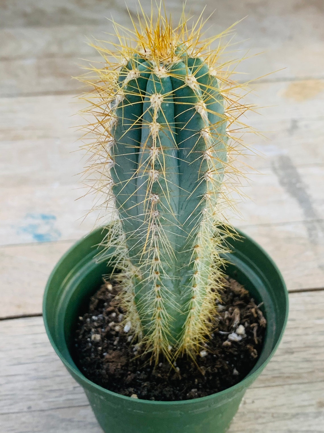 Blue Candle Cactus Pilosocereus azureus in 3 pot Etsy