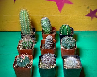 Rooted Cactus Gift Box - Collection Starter Box Variety - Grower's Mystery Box Assortment - Collector Selection of Potted Starter Plants