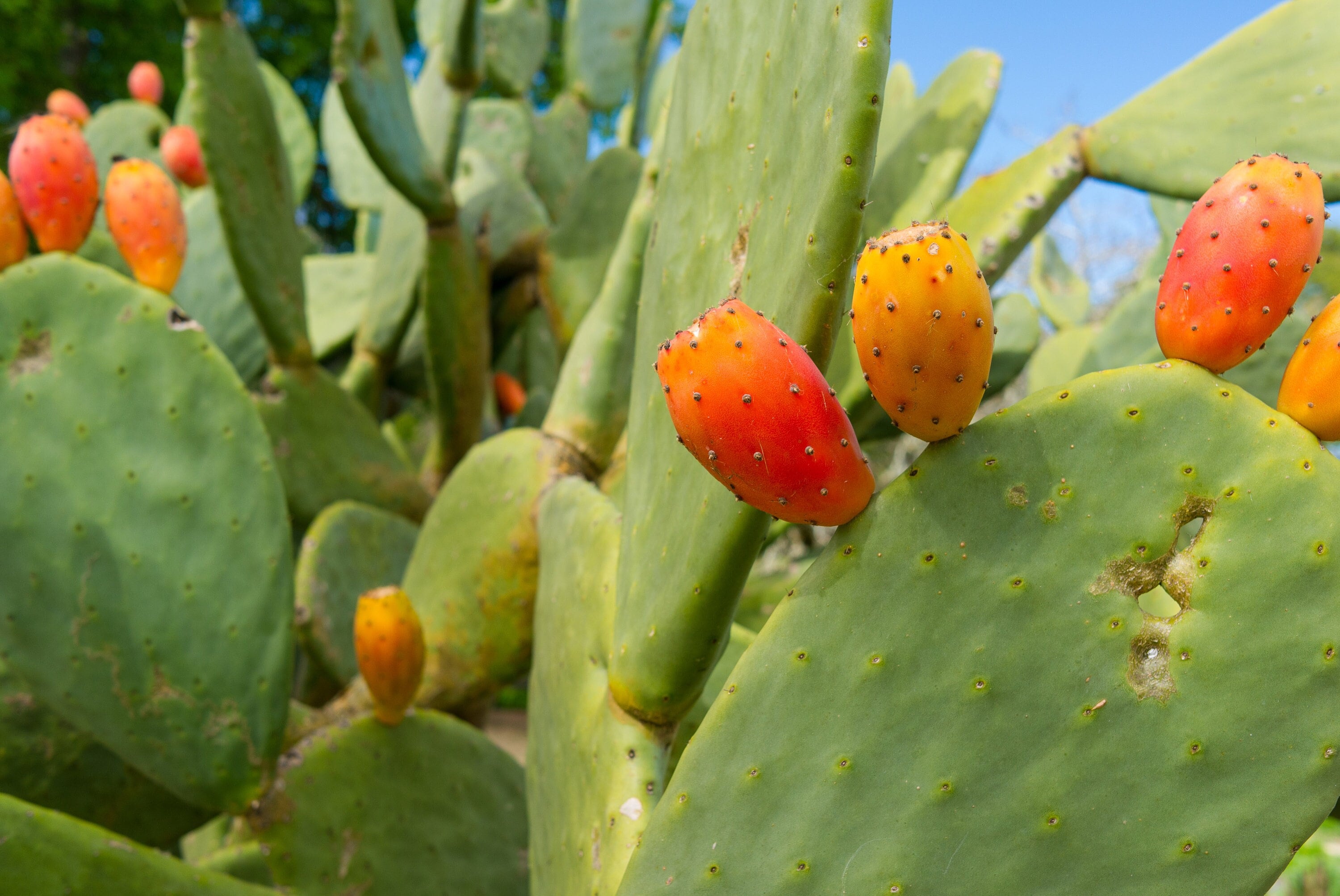 Nala ナラ　Cactus all in one 71IhH2wa2RL._UF894,1000_QL80_.jpg