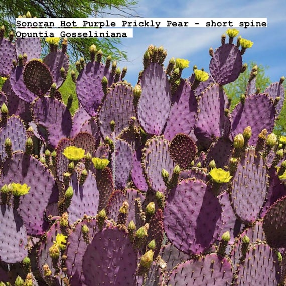 Mittens with Clips - Violet Cactus Mittens with Clips - Violet Cactus