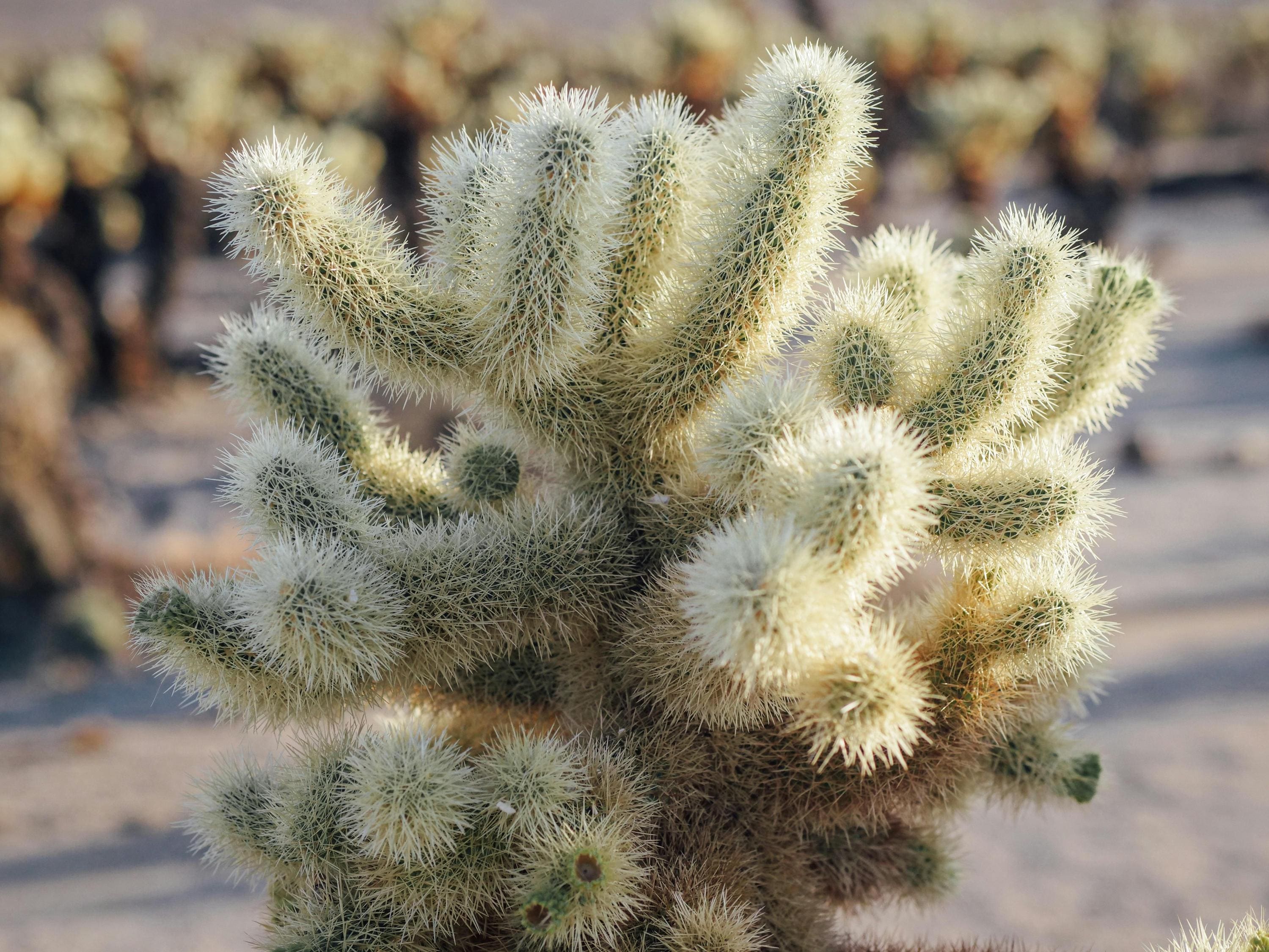 Nala ナラ　Cactus all in one Special 3 Larger Mini Cholla Cactus, Fully Rooted