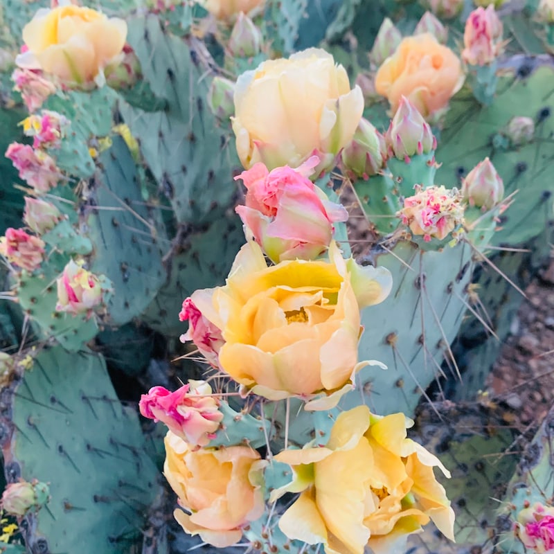 Opuntia - Etsy