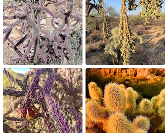 Cholla Cactus Variety Mystery Assortment Gift Box - VERY SPIKYCactus Starter Kit ~ Succulent Desert Gardener Grower's Selection from Arizona