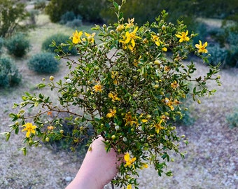 Desert Rain Plant ~ Creosote Chaparral Bush ~ Raw Bouquet Bundles ~ Larrea Tridentata ~ Yellow Flowering Sonoran Desert Greasewood