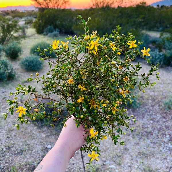 Desert Rain Plant ~ Creosote Chaparral Bush ~ Raw Bouquet Bundles ~ Larrea Tridentata ~ Yellow Flowering Sonoran Desert Greasewood