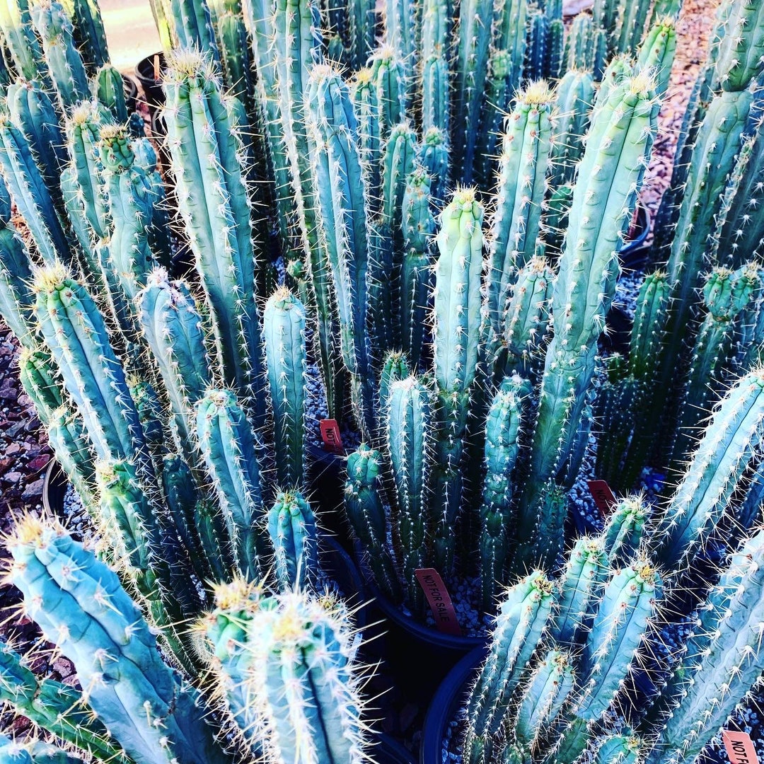 Blue Torch Cactus Pilosocereus Azureus Columnar Blue Tall Fast Growing