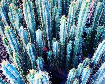 Blue Torch Cactus - Pilosocereus Azureus - Columnar Blue Tall Fast Growing Cactus from Arizona