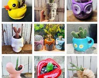 Cutie Pot - Gift Planter Seller’s Choice Surprise