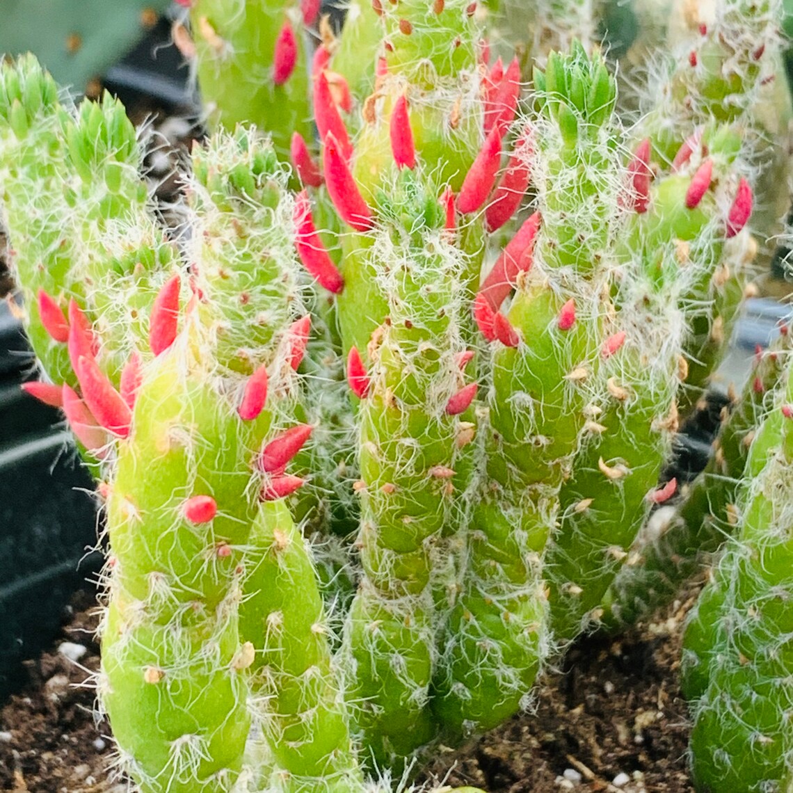 Eve's Pin Cactus Flower