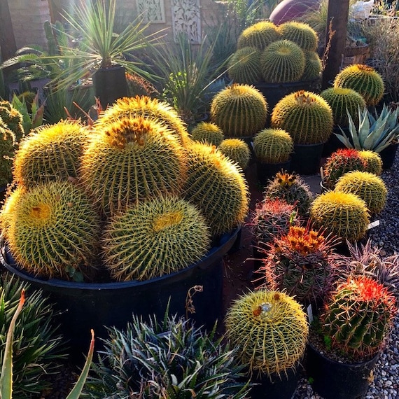 round cactus plants