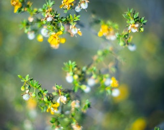 SEEDS Desert Rain Plant ~ Creosote Chaparral Bush ~ Raw Bouquet Bundles ~ Larrea Tridentata ~ Yellow Flowering Sonoran Desert Greasewood