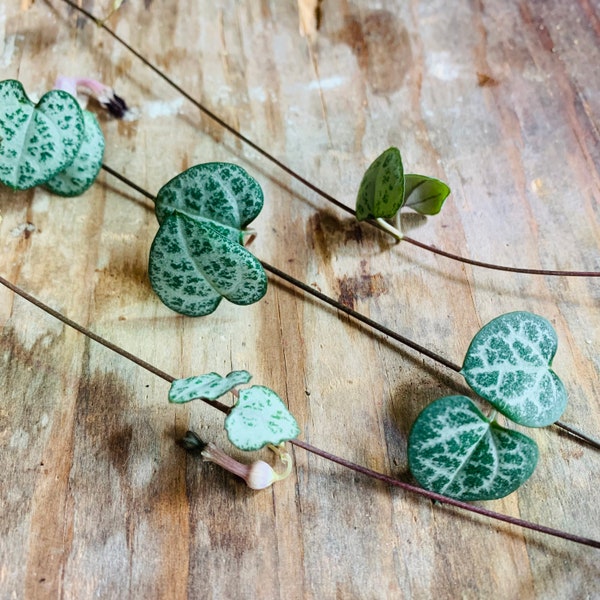 String of Hearts - Ceropegia Woodii - Rosary Vine - Trailing Hanging Vining Tropical Heart Shaped Leaf Houseplant