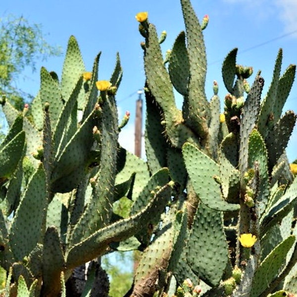 Opuntia Linguiformis "Cow's Tongue" - Yellow Flowering Prickly Pear - Fruiting Edible Desert Long Tall Padded Succulent Tree from Arizona