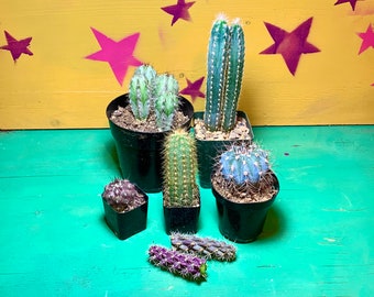 The Blurple Box ~ Blue and Purple Cactus Only ~ Grower's Choice Selection of Colorful Desert Plants ~ Cactus Succulent Mystery Box