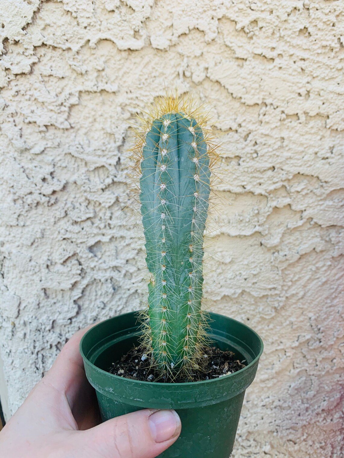 Blue Candle Cactus Pilosocereus Azureus Blue Columnar Etsy