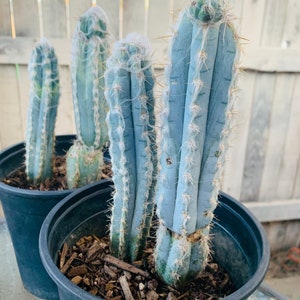 Blue Ghost Cactus - Pilosocereus Pachycladus ~ Rare Blue Cactus White Hair Fuzzy Desert Columnar Live Plant from Arizona
