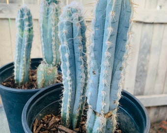 Blue Ghost Cactus - Pilosocereus Pachycladus ~ Rare Blue Cactus White Hair Fuzzy Desert Columnar Live Plant from Arizona