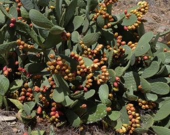 SEEDS Spineless "Burbank" Prickly Pear - Opuntia Ficus-Indica 'Burbank Spineless' Nopal Cactus - Fruiting Succulent Seeds for Germinating