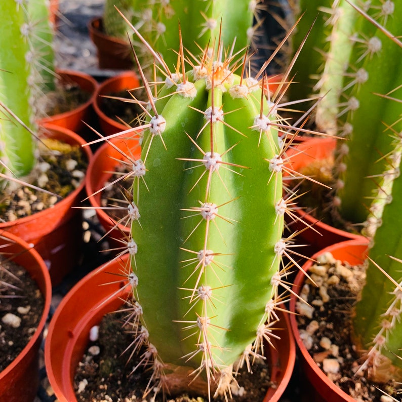 Baseball Bat Cactus Neoraimondia Neocardenasia Herzogiana Columnar Growing Spined Tall Flowering Desert Live Plant image 2