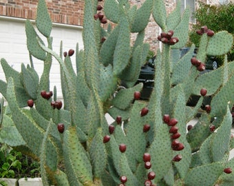 Opuntia Linguiformis "Cow's Tongue" - Yellow Flowering Prickly Pear - Fruiting Edible Desert Long Tall Padded Succulent Tree from Arizona