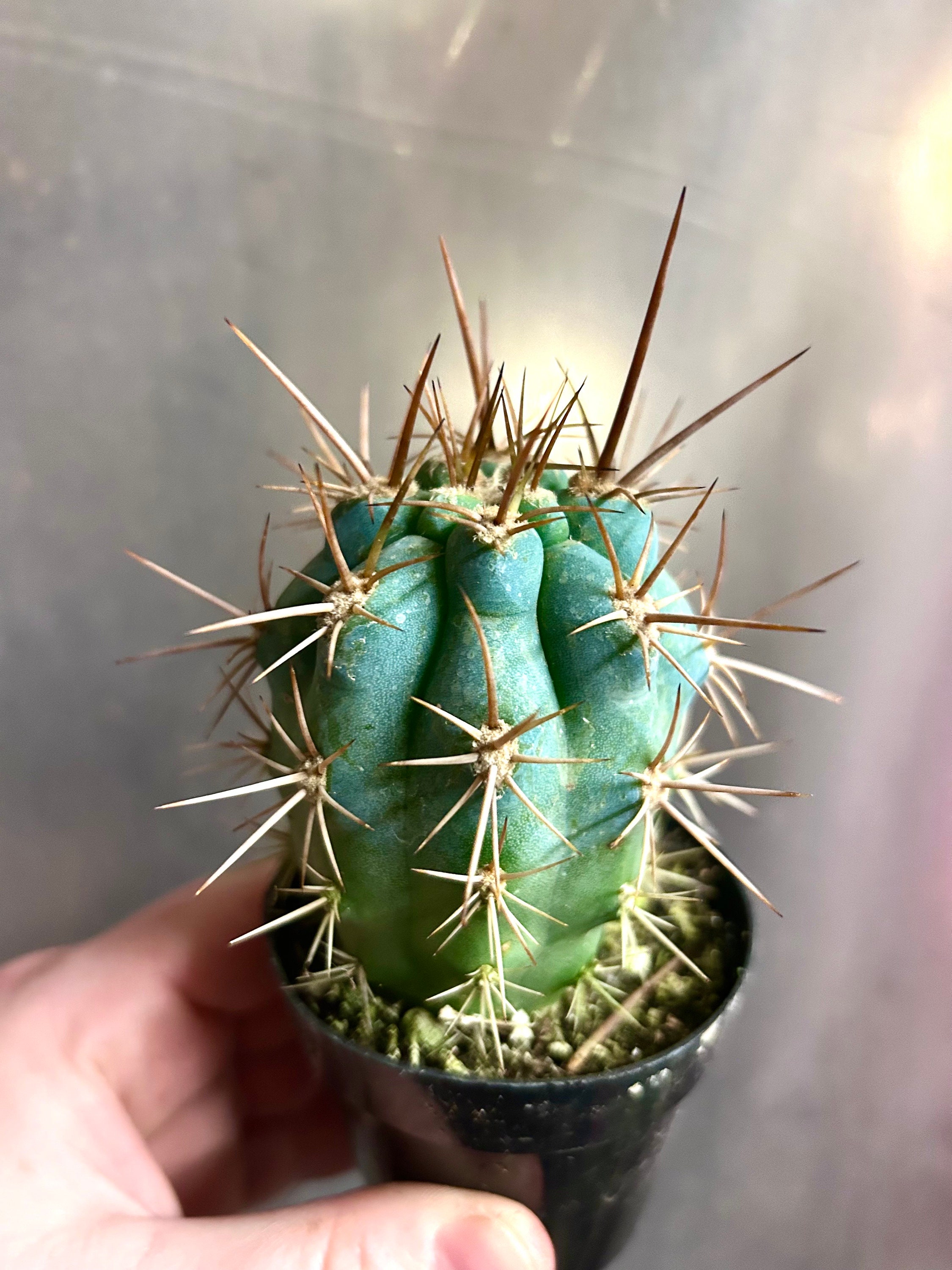 Buy Azureocereus Browningia Hertlingiana - Rare Deep Blue Cereus