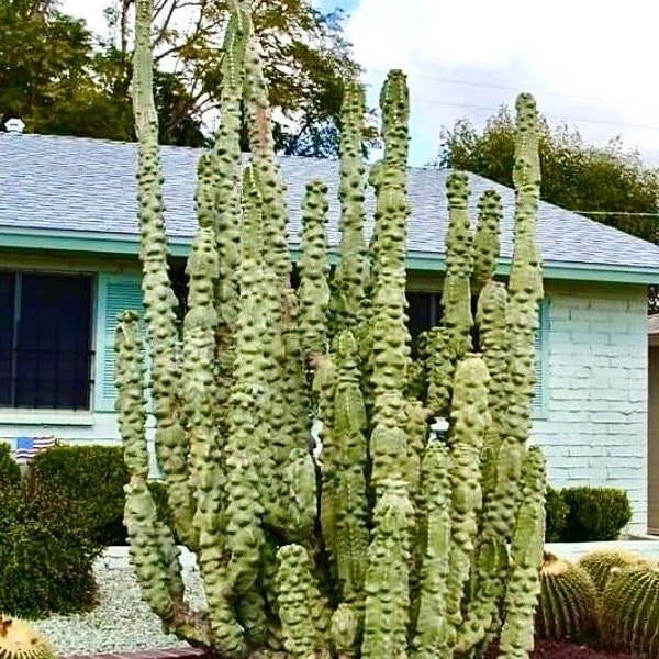 Totem Pole “Obesa” Cactus - rare chunky form lumpy spineless columnar Monstrose variety